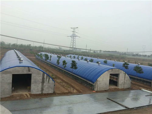 大棚養豬成本效益分析與多元經營新思路——以承德帥赫畜牧為例