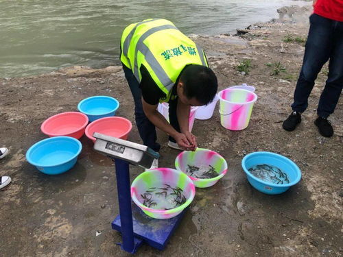 九寨溝縣開展增殖放流活動(dòng) 助推水域生態(tài)環(huán)境修復(fù)與綠色可持續(xù)發(fā)展