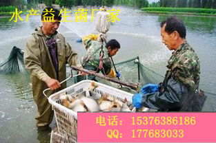 養(yǎng)蝦微生態(tài)制劑在水質(zhì)改良中的應(yīng)用及市場(chǎng)選擇指南